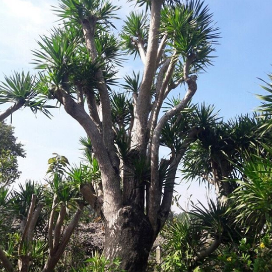 Cây phát tài núi