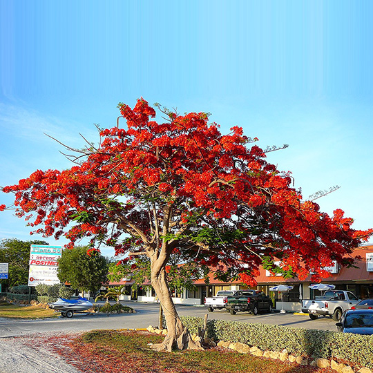 Cây hoa phượng vĩ (phượng hồng)