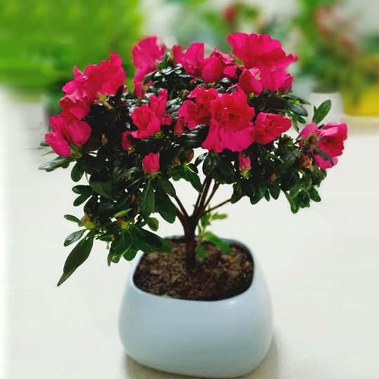 Cây hoa đỗ quyên