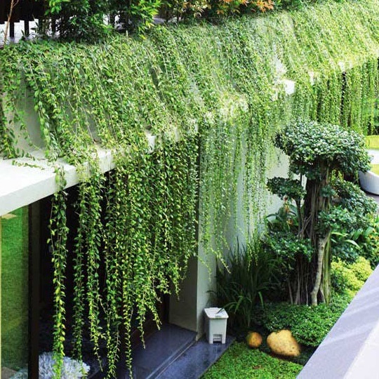 Cây cúc tần ấn độ