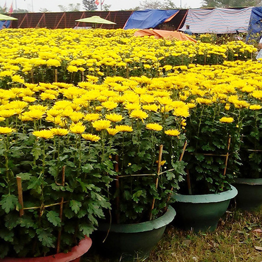 Hoa cúc đại đóa