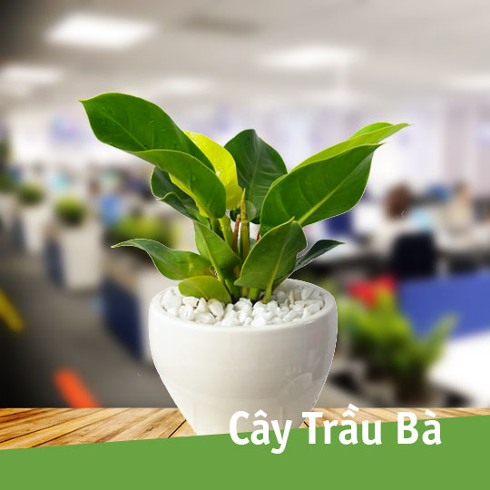 Cây trầu bà