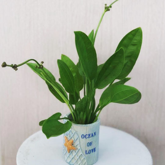 Cây bách thủy tiên