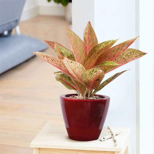 Cây thịnh vượng