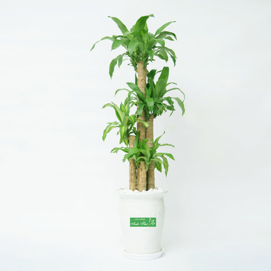 Cây Thiết Mộc Lan