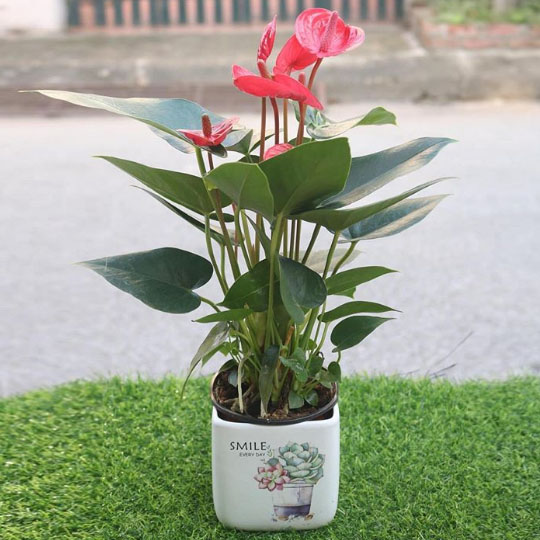 Cây hồng môn