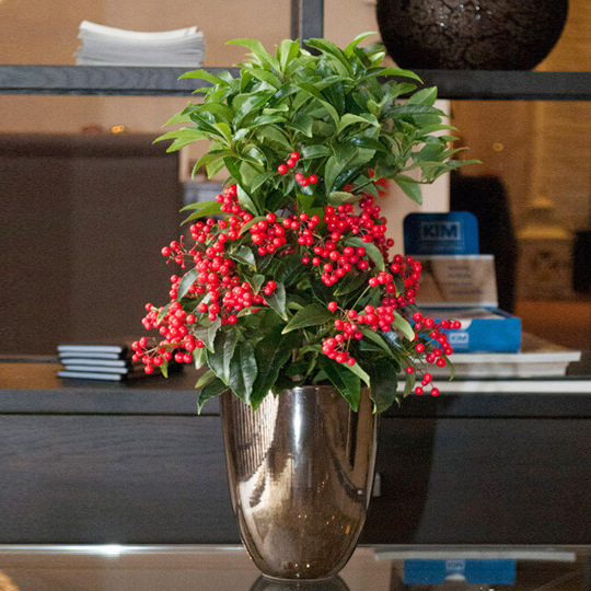 Cây kim ngân lượng