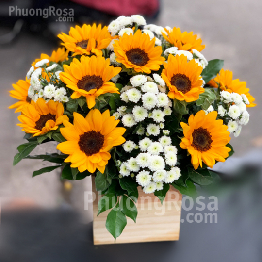 Lẵng hoa sinh nhật Hướng Dương Cúc Calimero Trắng