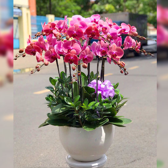 Chậu lan hồ điệp hồng 11 cánh như ý