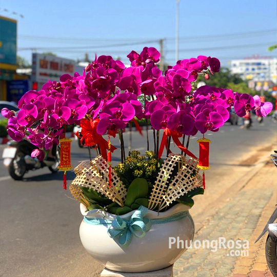 Chậu lan hồ điệp tím HD1501