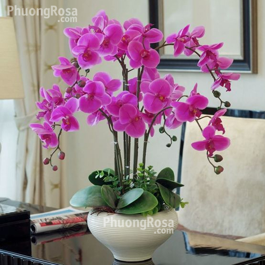 Chậu lan hồ điệp tím 10 cành HD1001