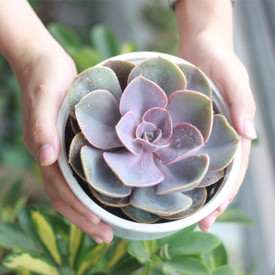 Sen đá bắp cải