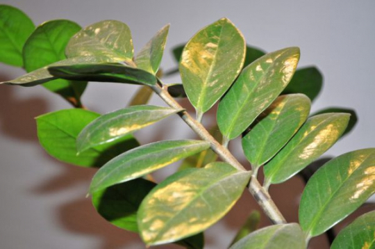 Cây kim tiền bị vàng lá
