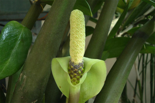 Cây kim tiền có nở hoa không