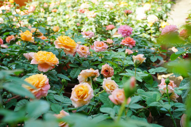 Dịch vụ chăm sóc vườn hoa hồng