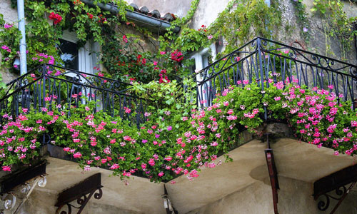 Ban công hoa leo cực đẹp