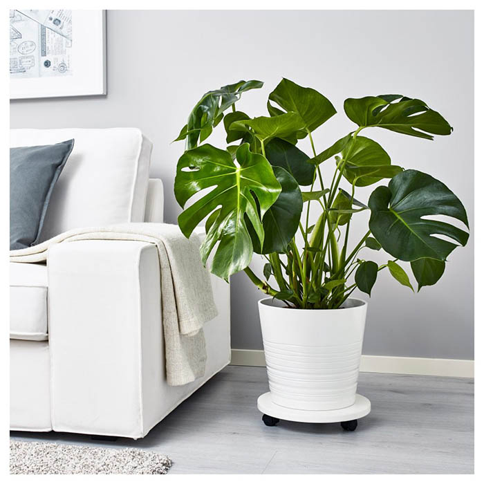 cây trầu bà chân vịt