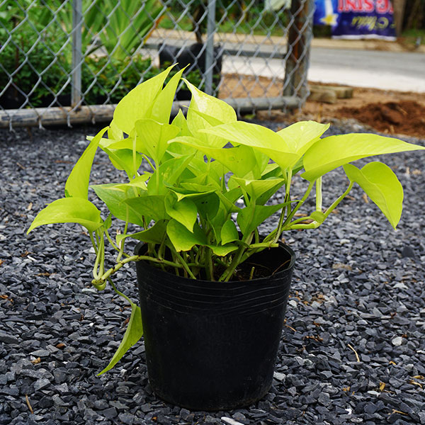 cây trầu bà vàng