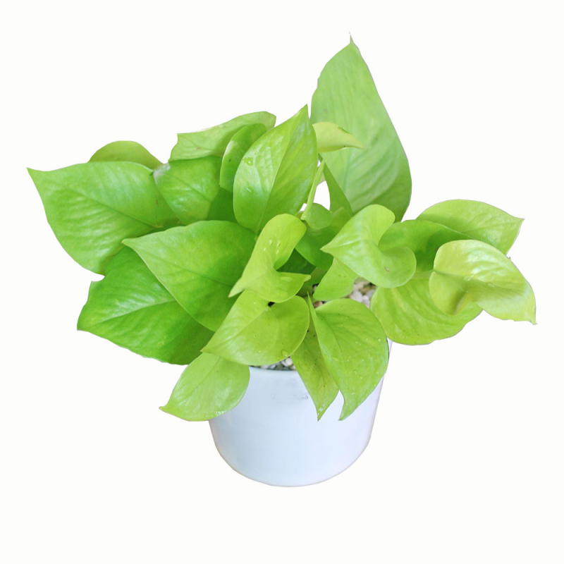 cây trầu bà thái