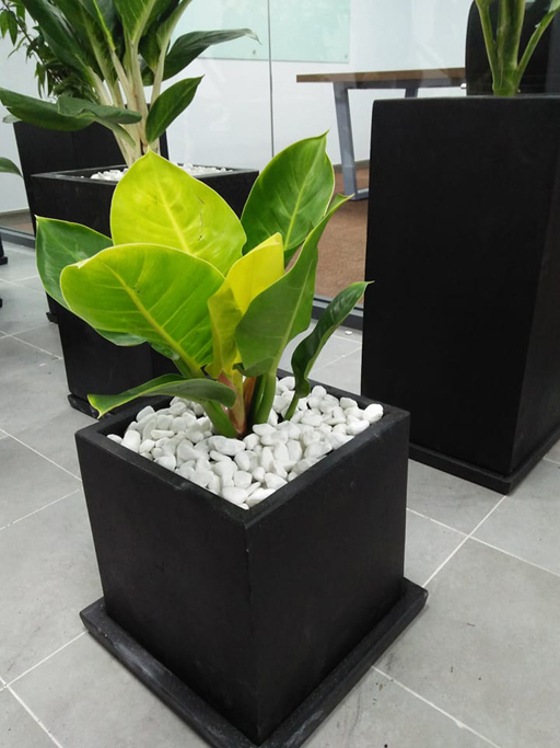 cây trầu bà đế vương vàng