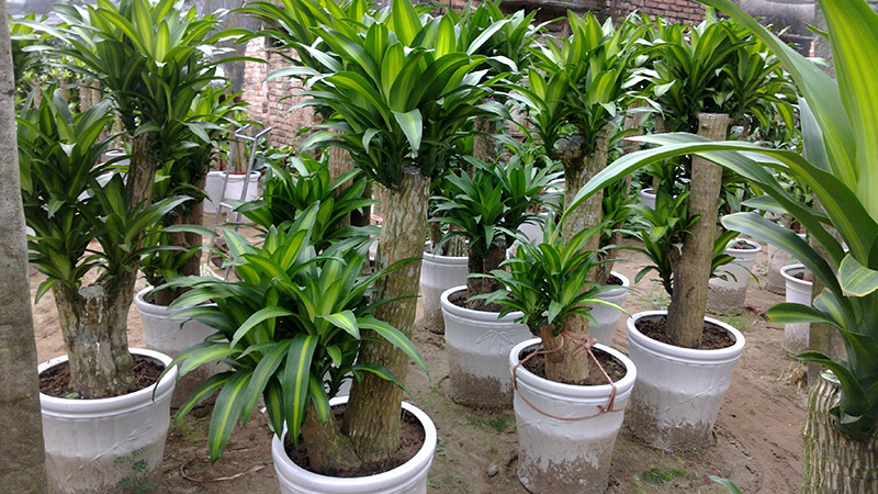 vườn cây thiết mộc lan