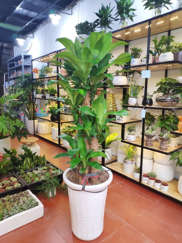 cây thiết mộc lan ghép thân