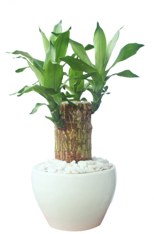 cây thiết mộc lan 1 thân, 1 gốc