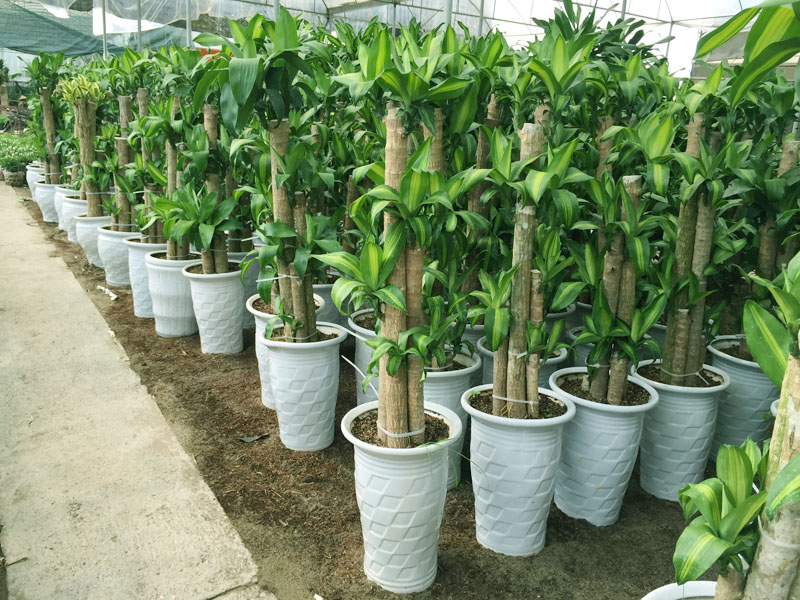 cây thiết mộc lan thân ghép