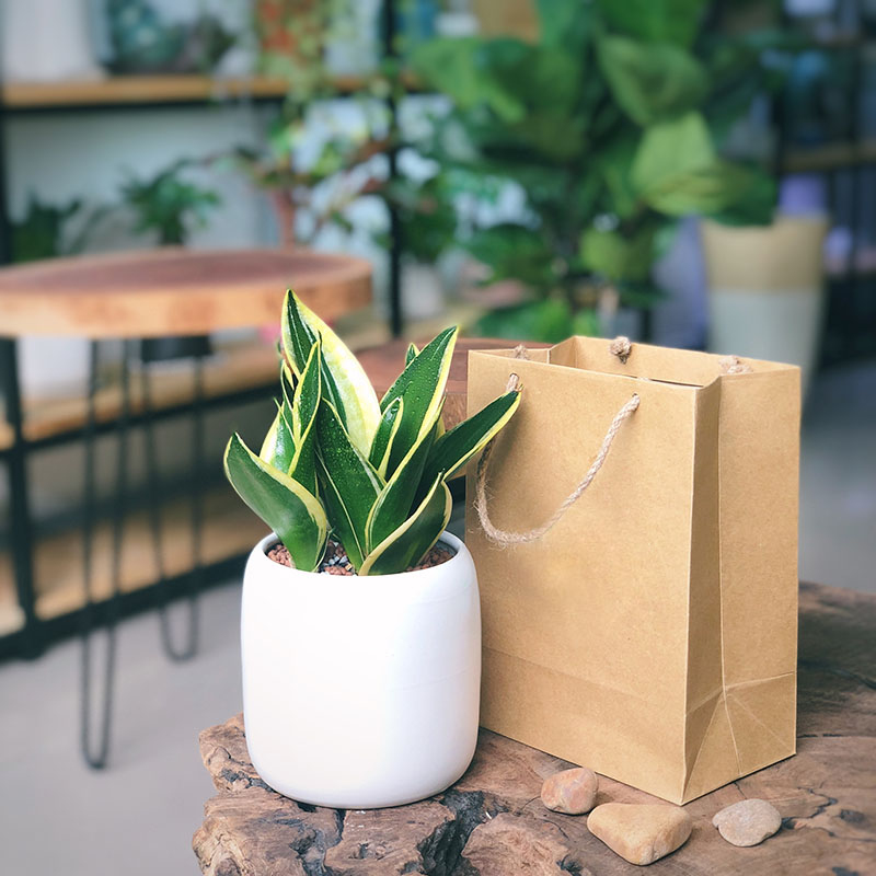 Cây lưỡi hổ thái