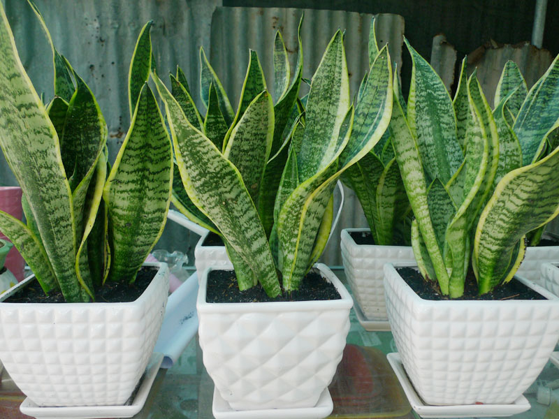 Cây lưỡi hổ xanh