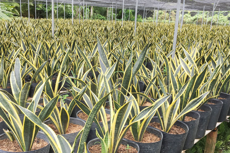 cây lưỡi hổ trong phong thủy