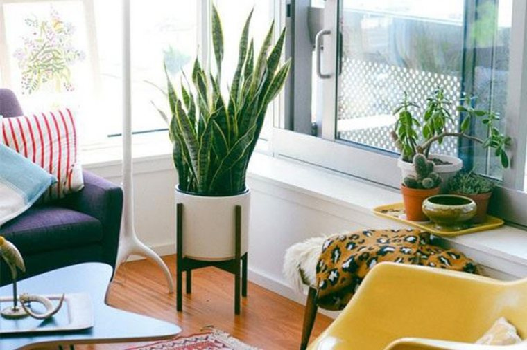 vị trí nên đặt cây lưỡi hổ