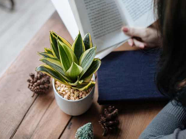 Trồng và chăm sóc cây lưỡi hổ như thế nào