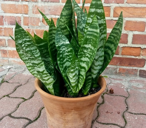 cây lưỡi hổ vằn