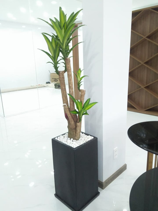 chậu cây thiết mộc lan