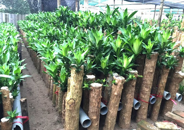 vườn cây thiết mộc lan