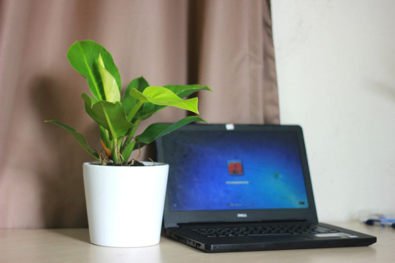 cây trầu bà để bàn đặt trong văn phòng