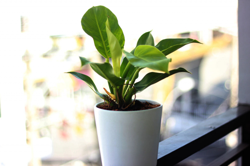 cách chăm sóc cây trầu bà