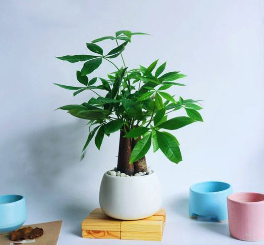 cây kim ngân để bàn