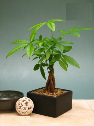 cây kim ngân để bàn chậu đen