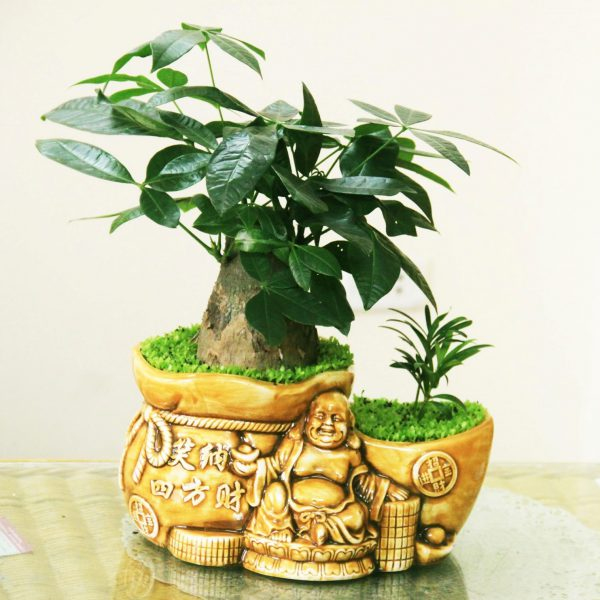 cây kim ngân gốc to