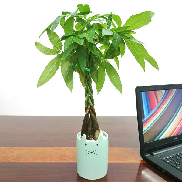 cây kim tiền thắt bím để bàn