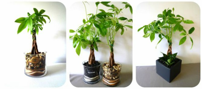 cây kim ngân tài lộc