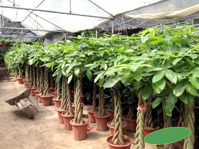 vườn cây kim ngân