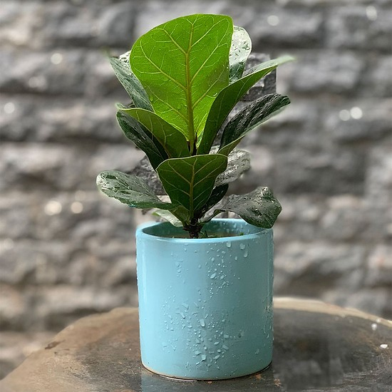 cây bàng singapore