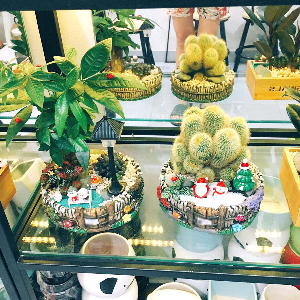 cây văn phòng để bàn