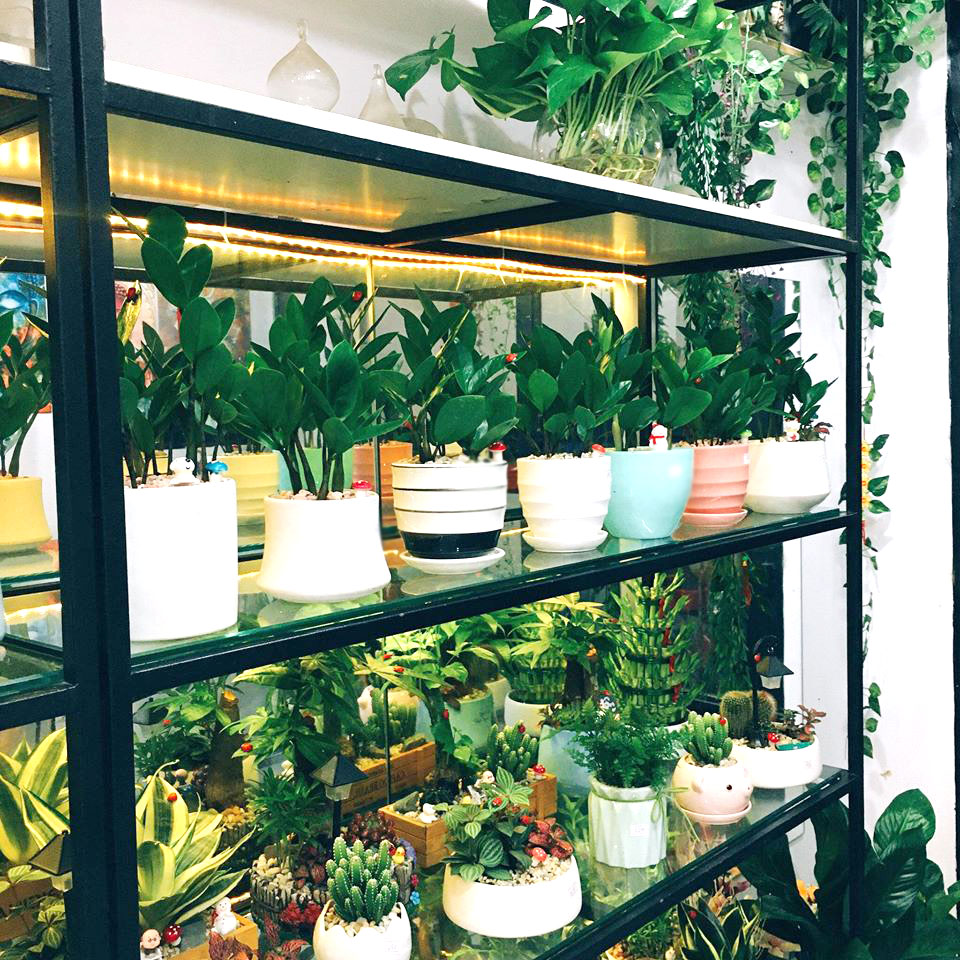 cây để bàn văn phòng