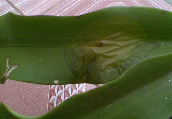 Thối nhũng lá ở Lan Hồ Điệp