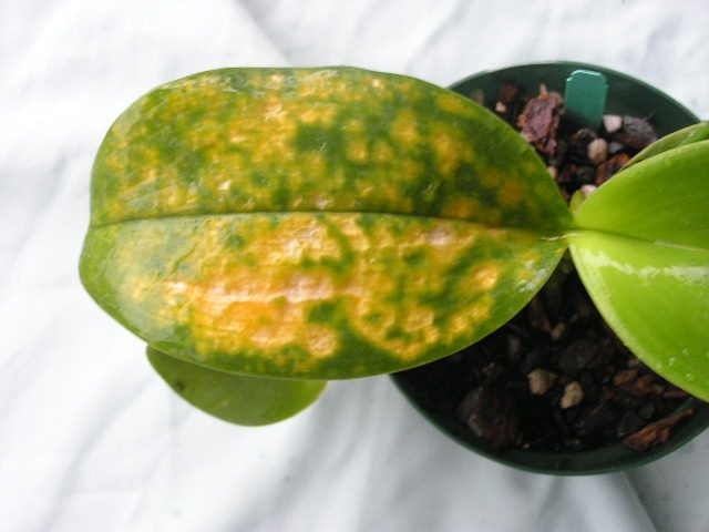 lan hồ điệp bị đốm lá