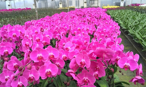 lan hồ điệp tết